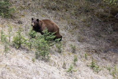 Grizzly After a Black Bear May 2025